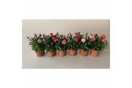 Dianthus oscar mix mixtray