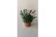 Dianthus oscar mix mixtray 