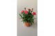 Dianthus oscar mix mixtray 