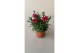 Dianthus oscar mix mixtray 