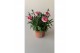 Dianthus oscar mix mixtray 