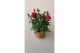 Dianthus oscar mix mixtray 