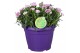 Dianthus oscar Hello Spring paars in Patiopot ton sur ton 
