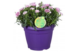 Dianthus oscar Hello Spring paars in Patiopot ton sur ton