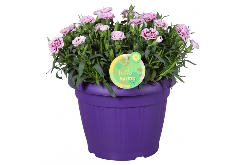 Dianthus oscar Hello Spring paars in Patiopot ton sur ton Dianthus oscar Hello Spring paars in Patiopot ton sur ton
