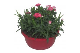 Dianthus oscar Hello Spring in schaal rood