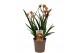 Anigozanthos Beauty Orange® 