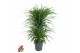 Dracaena reflexa anita variegata carrousel 