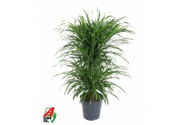 Dracaena reflexa anita variegata carrousel