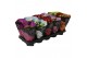 Kalanchoe roseflower mix Goodie DeLuxe 