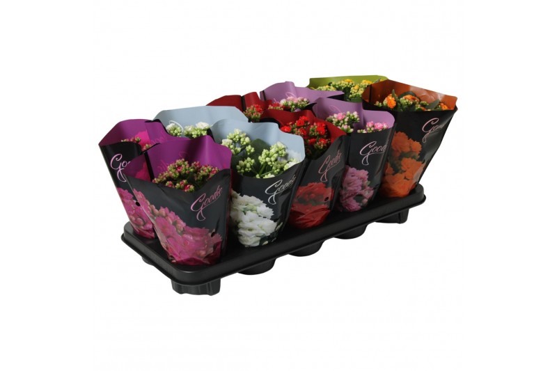 Kalanchoe roseflower mix Goodie DeLuxe Kalanchoe roseflower mix Goodie DeLuxe