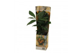 Citrus sinensis mitis calamondin