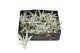 Tillandsia harissi bonsai 101947 baby 
