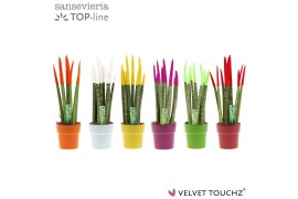 Sansevieria cylindrica velvet touchz® mix in keramiek edel