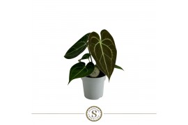 Anthurium clarinervium Clarinervium Mini 7cm