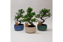 Bonsai mix in Lily