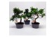 Bonsai mix in teeltpot 