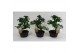 Bonsai mix in teeltpot 