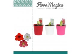 Hippeastrum Hippeastrum Mix 2 Knop Plastic ompot Linge
