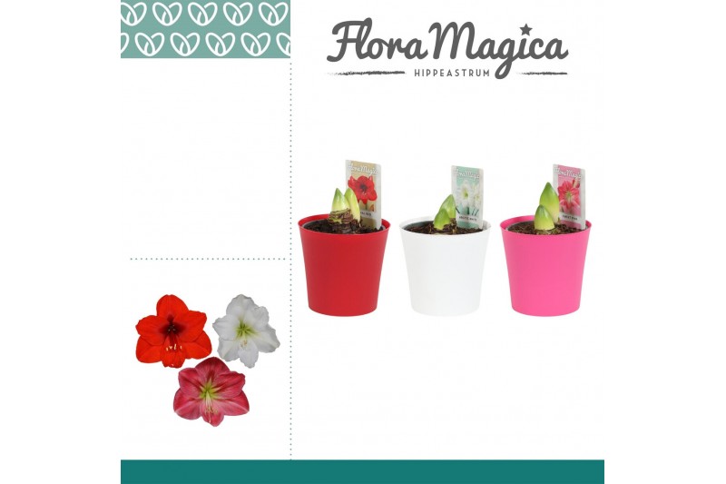 Hippeastrum Hippeastrum Mix 2 Knop Plastic ompot Linge Hippeastrum Hippeastrum Mix 2 Knop Plastic ompot Linge
