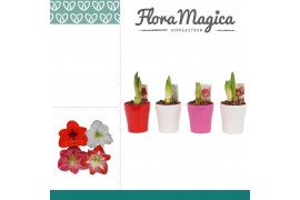 Hippeastrum Hippeastrum Mix 2 Knop in Ompot Amy