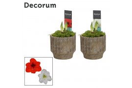 Hippeastrum Mix 2 Knop in Ompot Jane(Decorum)
