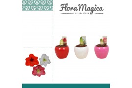 Hippeastrum Hippeastrum Mix 2 Knop in Ompot Melanie