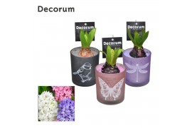 Arrangementen hyacinthus Mini Printed Glass HL18110 [LOVELY COLORS]