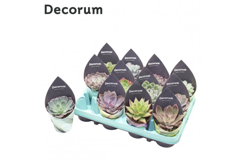 Echeveria mix Echeveria Mix (12spc.) (decorum) Echeveria mix Echeveria Mix (12spc.) (decorum)