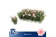 Dianthus oscar pink light pink 