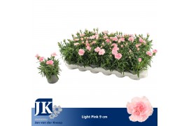 Dianthus oscar pink light pink