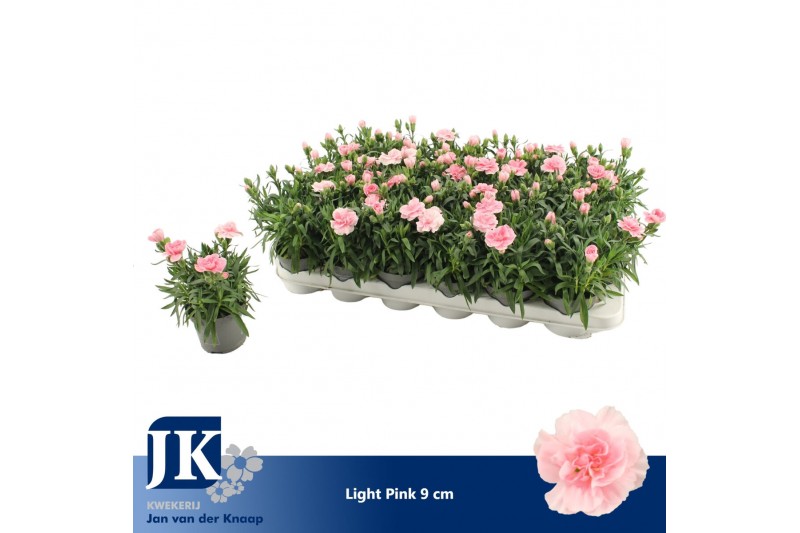 Dianthus oscar pink light pink 