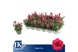 Dianthus oscar purple