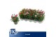 Dianthus mix mixtray 