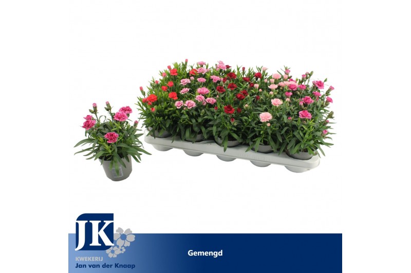 Dianthus mix mixtray 