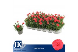 Dianthus oscar red light red
