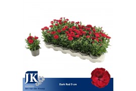 Dianthus oscar cherry dark red