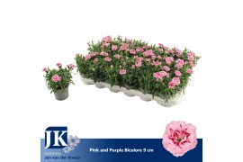 Dianthus oscar pink and purple bicolor