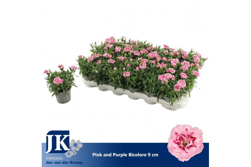 Dianthus oscar pink and purple bicolor 