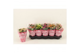 Kalanchoe blossfeldiana gevuld mix Catchy Season Mix