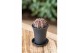 Gymnocalycum mihanovichii japan mix Gymno Cactus T-Rex Hybrid Pink 