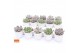 Echeveria mix SuPure® in Stockholm pearls 