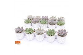 Echeveria mix SuPure® in Stockholm pearls