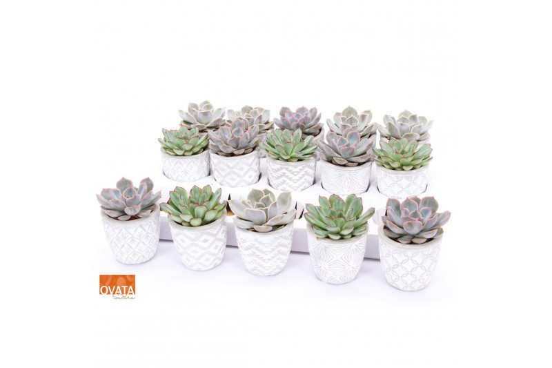 Echeveria mix SuPure® in Stockholm pearls 
