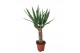 Yucca overig Yucca 