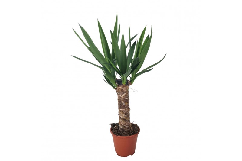 Yucca overig Yucca 