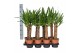 Yucca overig Yucca 