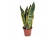Sansevieria trifasciata futura superba 