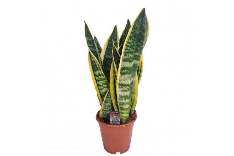 Sansevieria trifasciata futura superba 