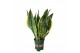 Sansevieria trifasciata futura superba 